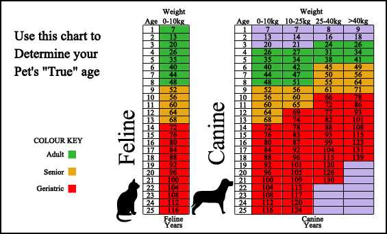 Pear Blossom veterinary clinic - Surveillance Screening