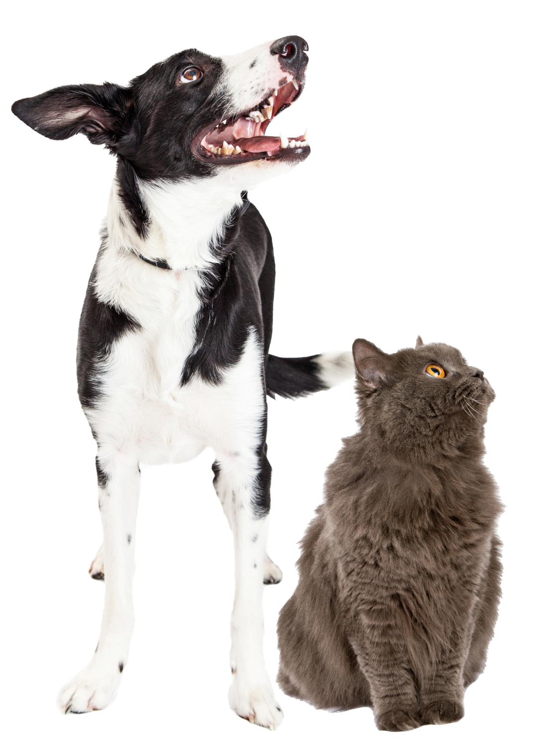 Cat and dog