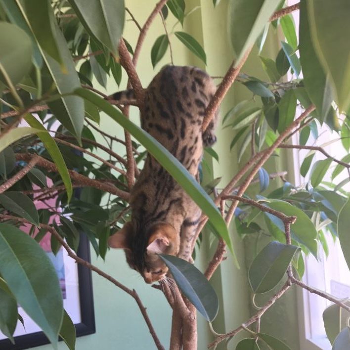 Cat in tree